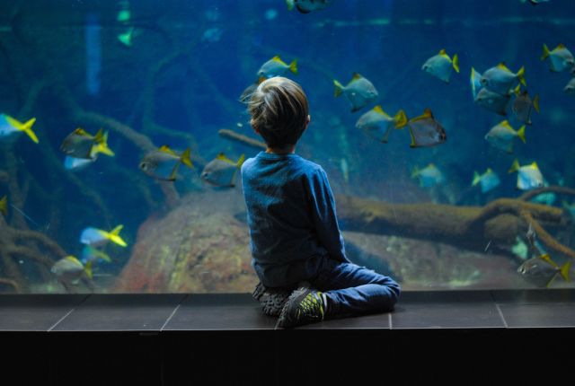 Young boy sitting in front of an aquarium fishtank