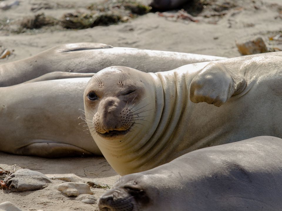 A Close Up Of A Seal Lying In The Sand